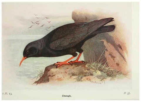 Reproducción/Reproduction 8263765627: The birds of the British Isles and their eggs.. London ;F. Warne,1919.