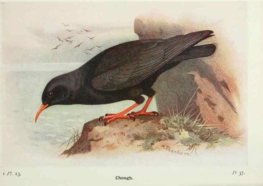 Reproducción/Reproduction 8263765627: The birds of the British Isles and their eggs.. London ;F. Warne,1919.