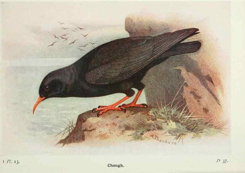 Reproducción/Reproduction 8263765627: The birds of the British Isles and their eggs.. London ;F. Warne,1919.