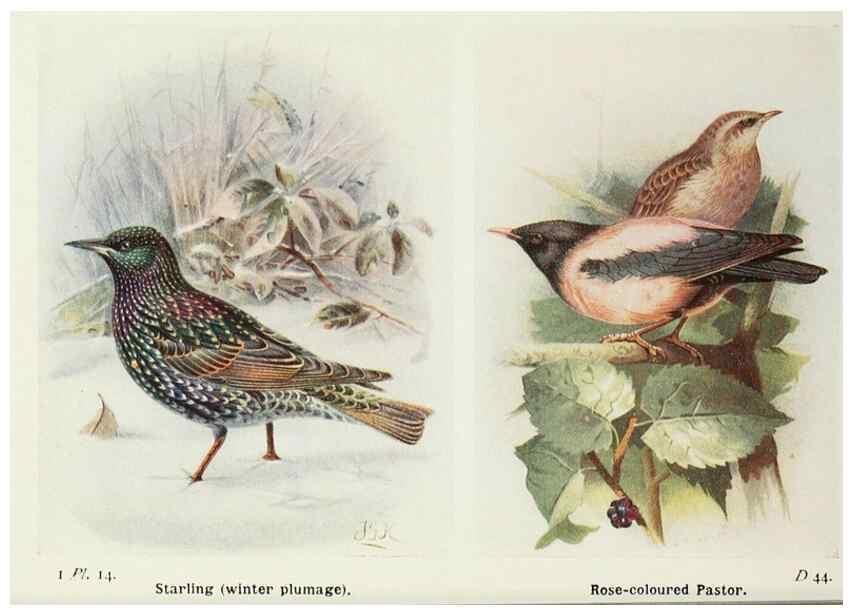 Reproducción/Reproduction 8263766605: The birds of the British Isles and their eggs.. London ;F. Warne,1919.