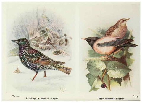 Reproducción/Reproduction 8263766605: The birds of the British Isles and their eggs.. London ;F. Warne,1919.