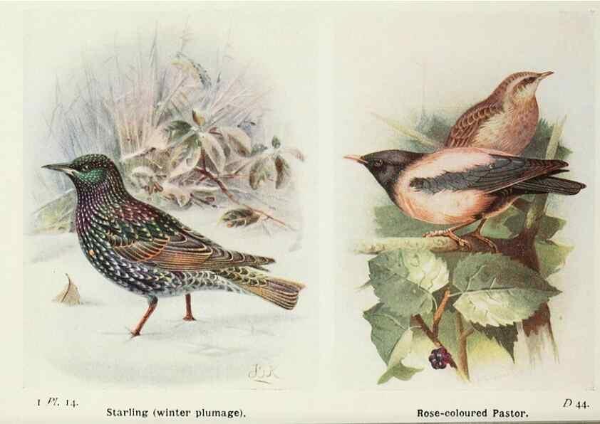 Reproducción/Reproduction 8263766605: The birds of the British Isles and their eggs.. London ;F. Warne,1919.