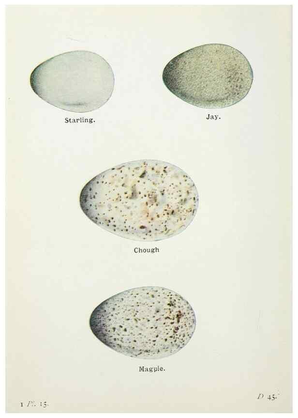Reproducción/Reproduction 8263767187: The birds of the British Isles and their eggs.. London ;F. Warne,1919.