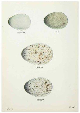 Reproducción/Reproduction 8263767187: The birds of the British Isles and their eggs.. London ;F. Warne,1919.