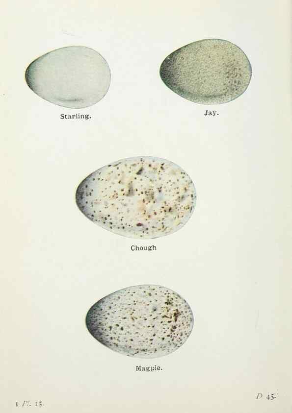 Reproducción/Reproduction 8263767187: The birds of the British Isles and their eggs.. London ;F. Warne,1919.