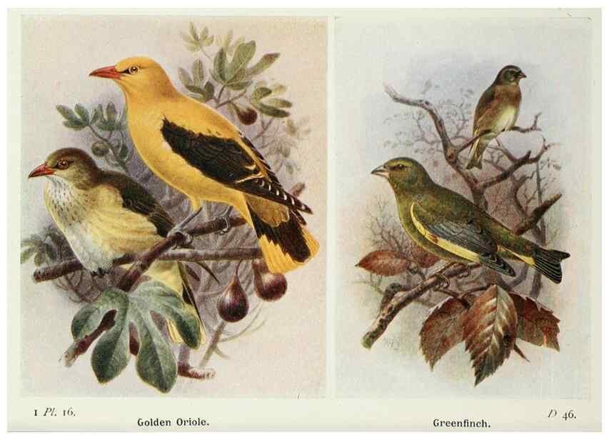 Reproducción/Reproduction 8263768161: The birds of the British Isles and their eggs.. London ;F. Warne,1919.