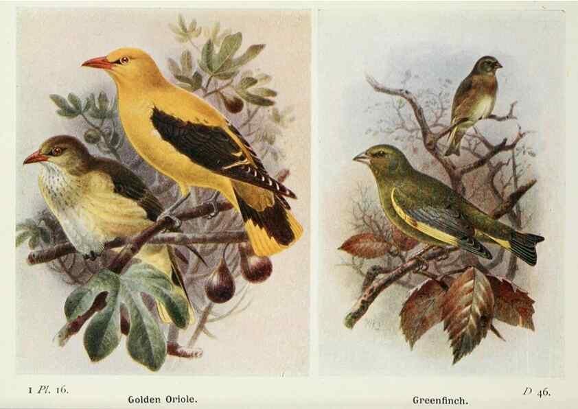 Reproducción/Reproduction 8263768161: The birds of the British Isles and their eggs.. London ;F. Warne,1919.