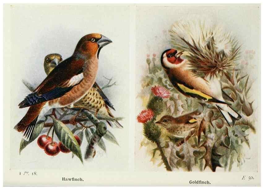 Reproducción/Reproduction 8263769047: The birds of the British Isles and their eggs.. London ;F. Warne,1919.