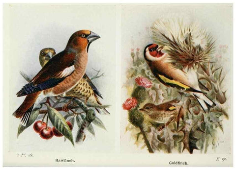 Reproducción/Reproduction 8263769047: The birds of the British Isles and their eggs.. London ;F. Warne,1919.