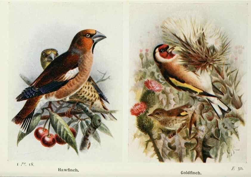 Reproducción/Reproduction 8263769047: The birds of the British Isles and their eggs.. London ;F. Warne,1919.