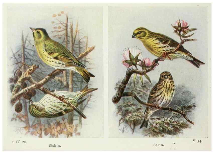 Reproducción/Reproduction 8263769587: The birds of the British Isles and their eggs.. London ;F. Warne,1919.