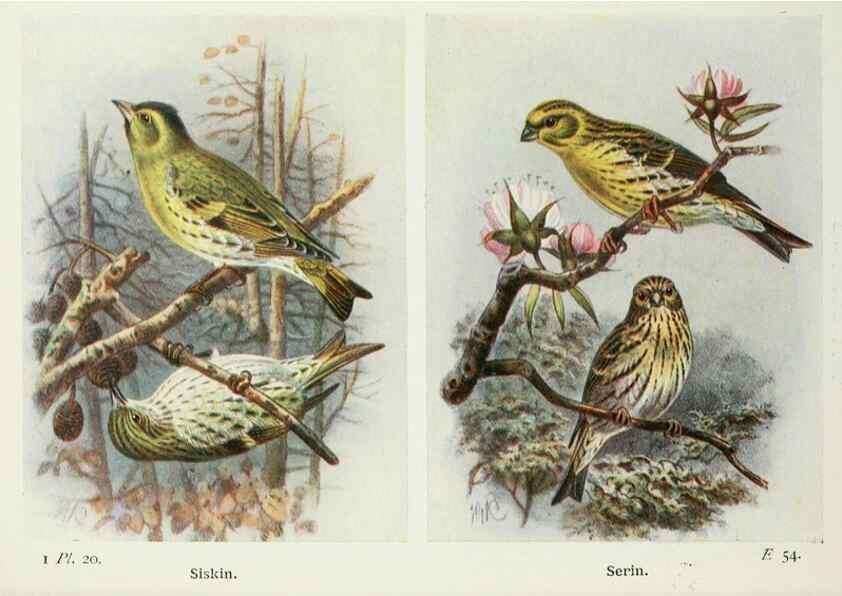 Reproducción/Reproduction 8263769587: The birds of the British Isles and their eggs.. London ;F. Warne,1919.