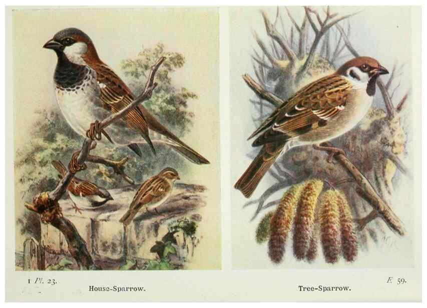 Reproducción/Reproduction 8263770327: The birds of the British Isles and their eggs.. London ;F. Warne,1919.