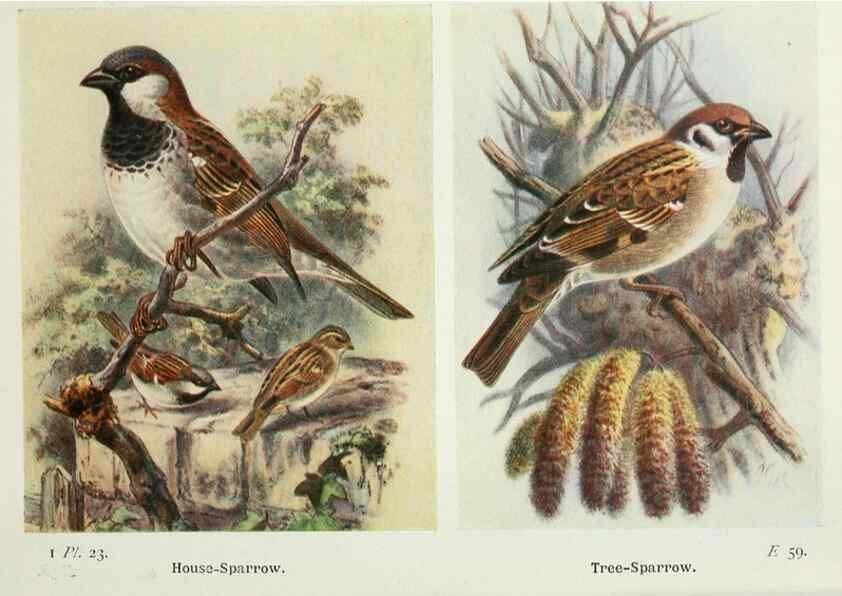 Reproducción/Reproduction 8263770327: The birds of the British Isles and their eggs.. London ;F. Warne,1919.