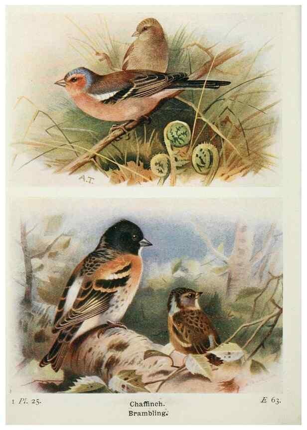 Reproducción/Reproduction 8264839234: The birds of the British Isles and their eggs.. London ;F. Warne,1919.