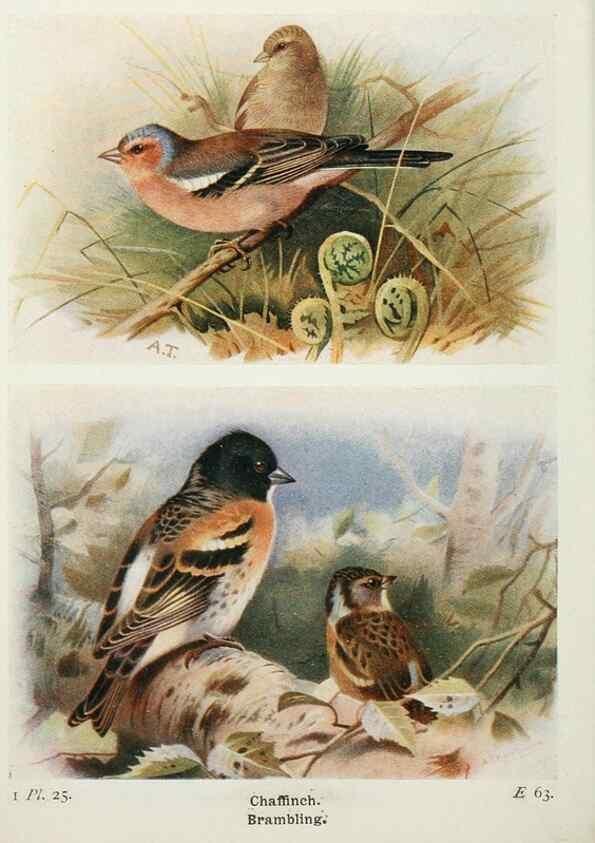 Reproducción/Reproduction 8264839234: The birds of the British Isles and their eggs.. London ;F. Warne,1919.