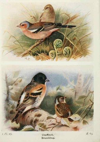Reproducción/Reproduction 8264839234: The birds of the British Isles and their eggs.. London ;F. Warne,1919.