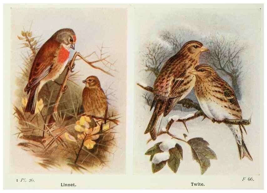 Reproducción/Reproduction 8264839910: The birds of the British Isles and their eggs.. London ;F. Warne,1919.