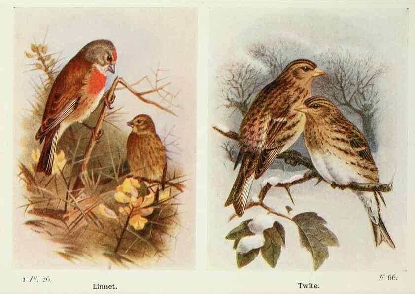 Reproducción/Reproduction 8264839910: The birds of the British Isles and their eggs.. London ;F. Warne,1919.