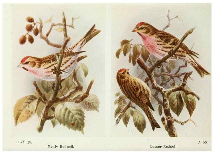 Reproducción/Reproduction 8263772823: The birds of the British Isles and their eggs.. London ;F. Warne,1919.