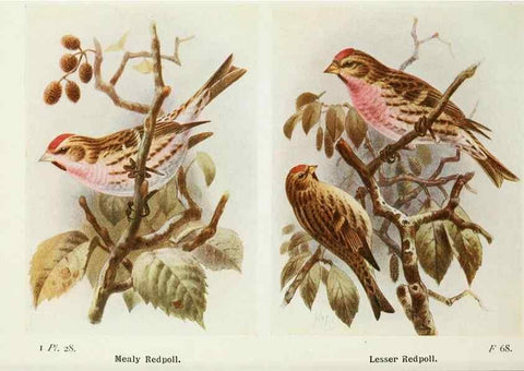 Reproducción/Reproduction 8263772823: The birds of the British Isles and their eggs.. London ;F. Warne,1919.