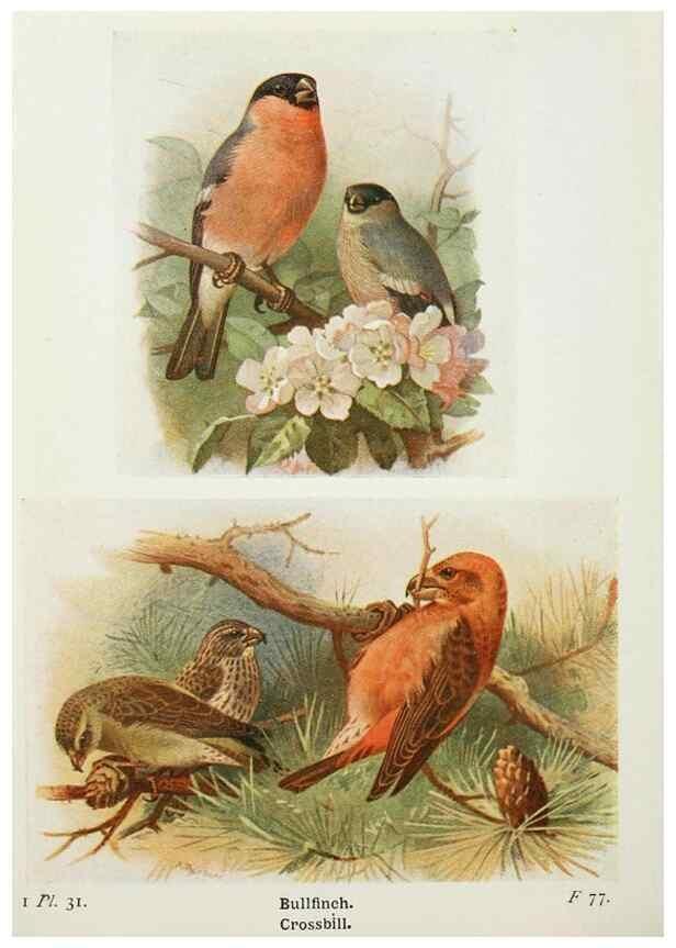 Reproducción/Reproduction 8263773431: The birds of the British Isles and their eggs.. London ;F. Warne,1919.