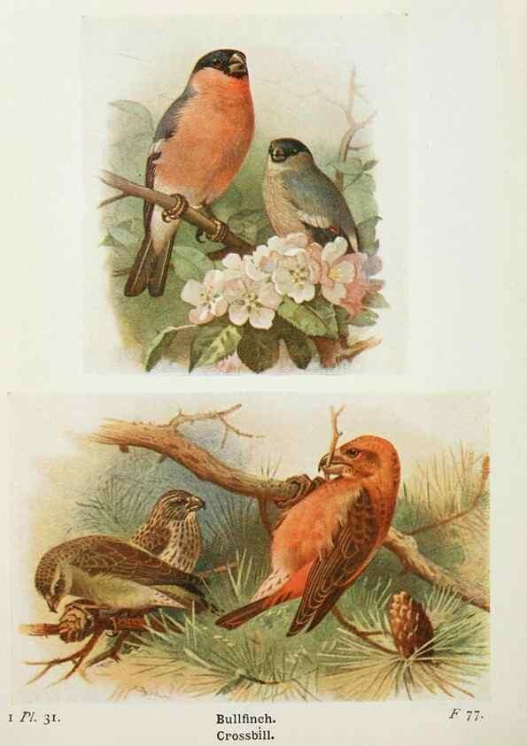 Reproducción/Reproduction 8263773431: The birds of the British Isles and their eggs.. London ;F. Warne,1919.