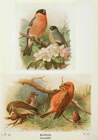 Reproducción/Reproduction 8263773431: The birds of the British Isles and their eggs.. London ;F. Warne,1919.