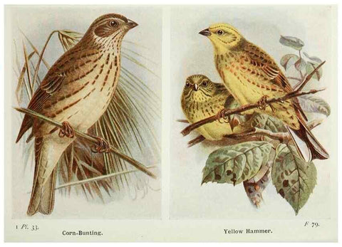 Reproducción/Reproduction 8264842456: The birds of the British Isles and their eggs.. London ;F. Warne,1919.