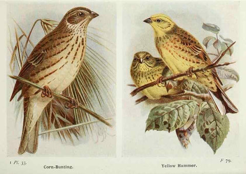 Reproducción/Reproduction 8264842456: The birds of the British Isles and their eggs.. London ;F. Warne,1919.