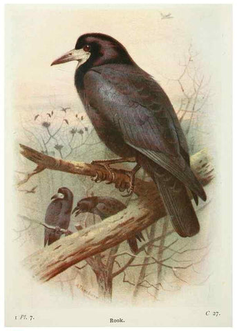 Reproducción/Reproduction 8263762691: The birds of the British Isles and their eggs.. London ;F. Warne,1919.