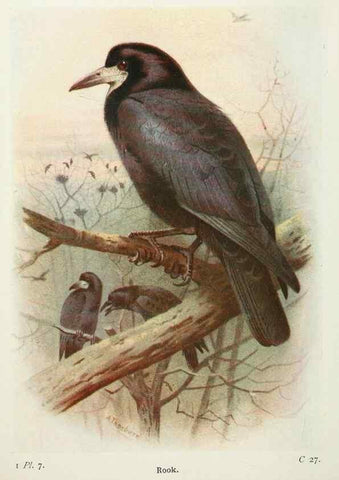 Reproducción/Reproduction 8263762691: The birds of the British Isles and their eggs.. London ;F. Warne,1919.