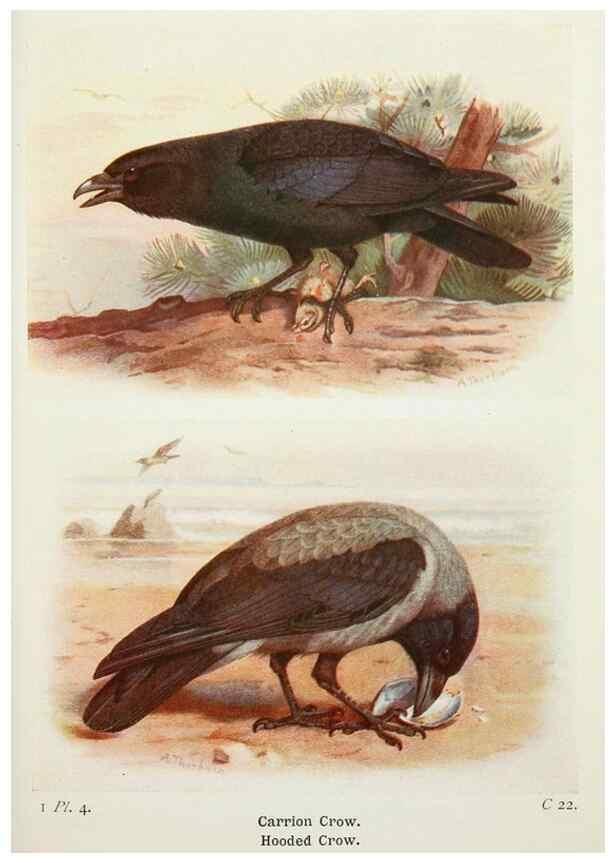 Reproducción/Reproduction 8263761655: The birds of the British Isles and their eggs.. London ;F. Warne,1919.