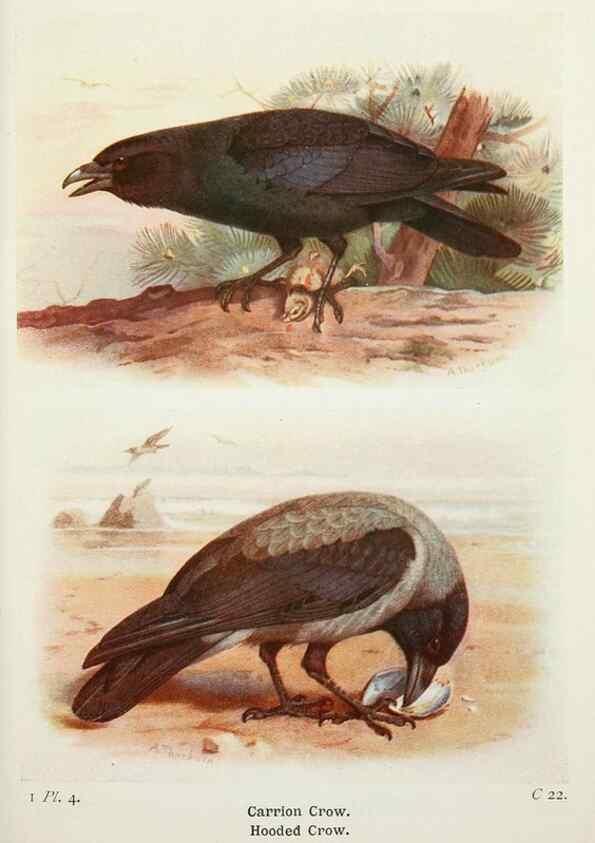 Reproducción/Reproduction 8263761655: The birds of the British Isles and their eggs.. London ;F. Warne,1919.