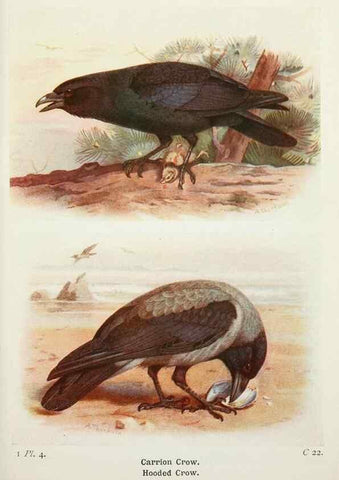 Reproducción/Reproduction 8263761655: The birds of the British Isles and their eggs.. London ;F. Warne,1919.