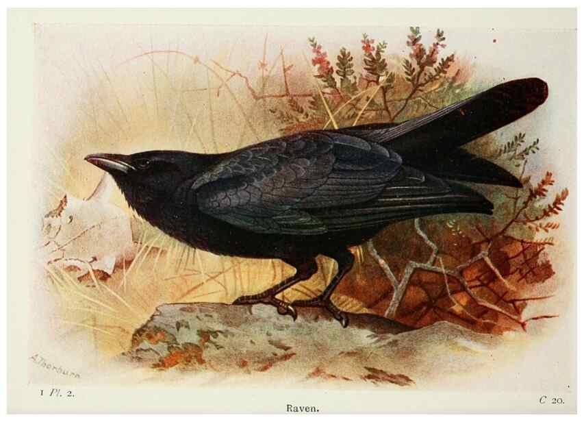 Reproducción/Reproduction 8263761033: The birds of the British Isles and their eggs.. London ;F. Warne,1919.