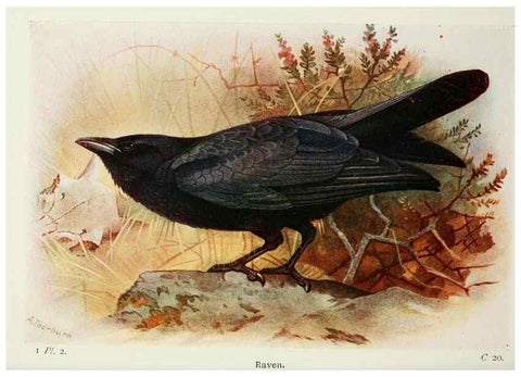 Reproducción/Reproduction 8263761033: The birds of the British Isles and their eggs.. London ;F. Warne,1919.