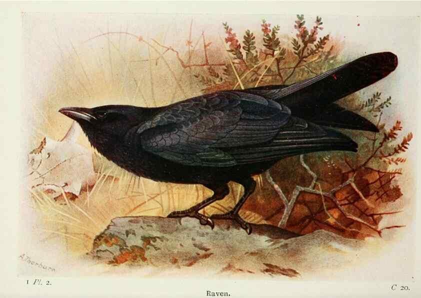Reproducción/Reproduction 8263761033: The birds of the British Isles and their eggs.. London ;F. Warne,1919.