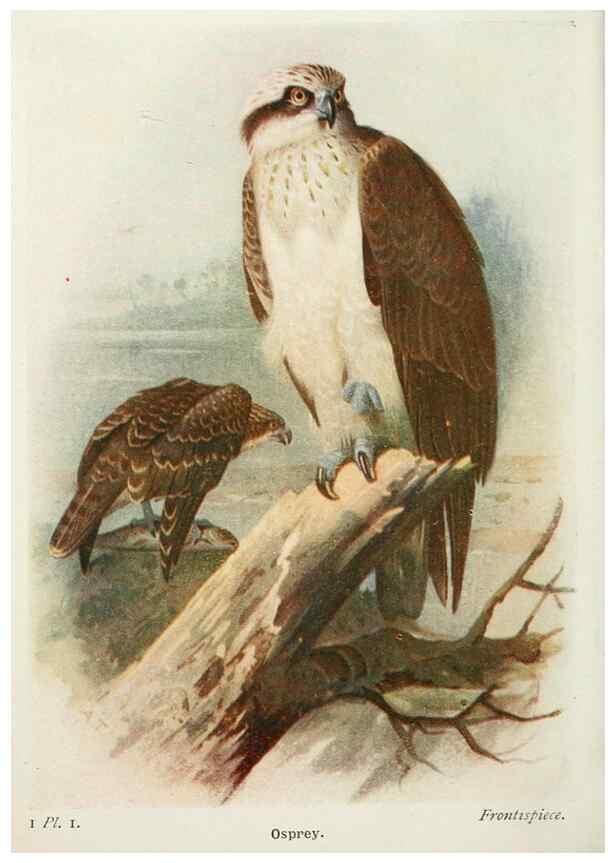 Reproducción/Reproduction 8263759589: The birds of the British Isles and their eggs.. London ;F. Warne,1919.