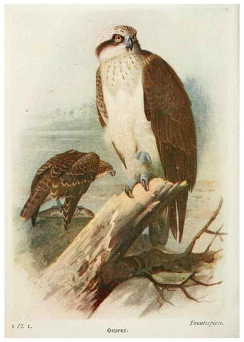 Reproducción/Reproduction 8263759589: The birds of the British Isles and their eggs.. London ;F. Warne,1919.