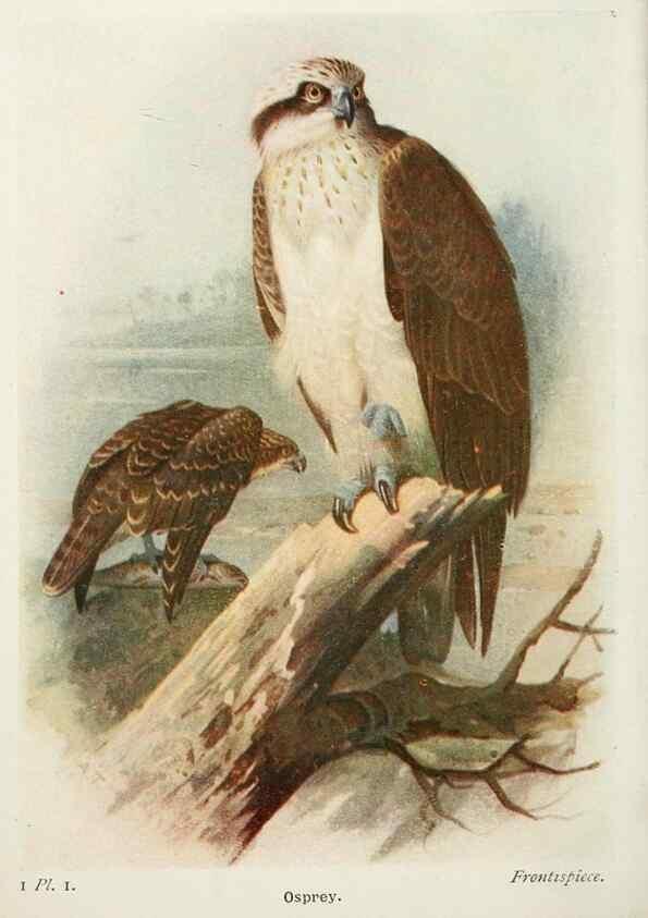 Reproducción/Reproduction 8263759589: The birds of the British Isles and their eggs.. London ;F. Warne,1919.