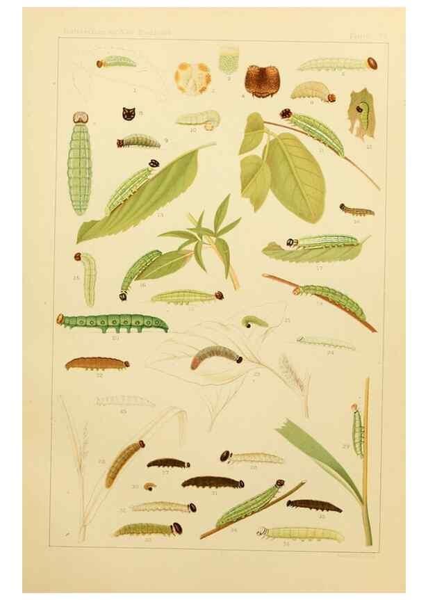 Reproducción/Reproduction 8253391852: The butterflies of the eastern United States and Canada :. Cambridge :The author,1889.