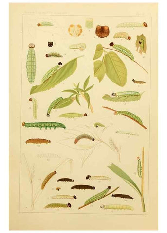Reproducción/Reproduction 8253391852: The butterflies of the eastern United States and Canada :. Cambridge :The author,1889.
