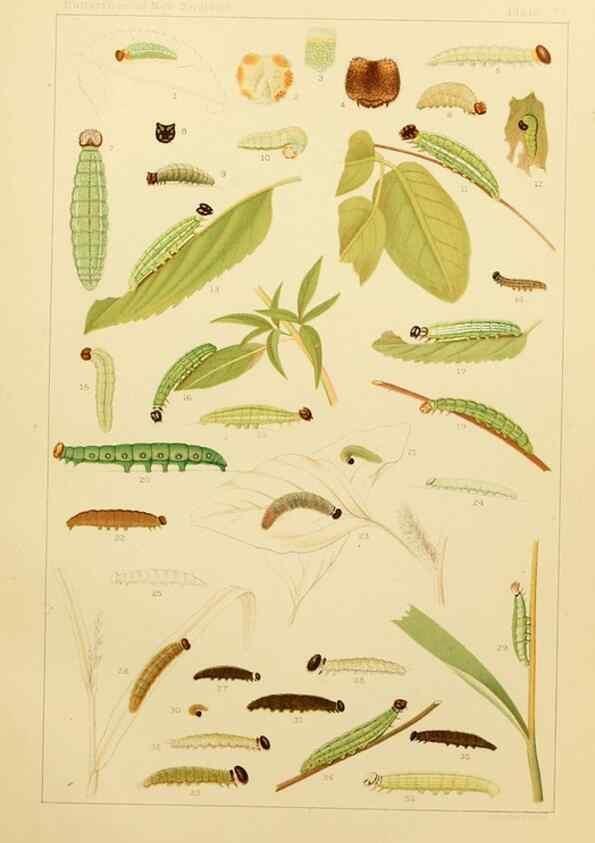 Reproducción/Reproduction 8253391852: The butterflies of the eastern United States and Canada :. Cambridge :The author,1889.