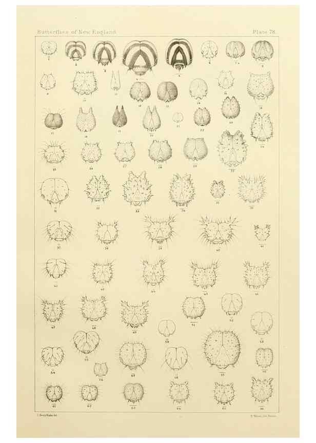 Reproducción/Reproduction 8253392258: The butterflies of the eastern United States and Canada :. Cambridge :The author,1889.