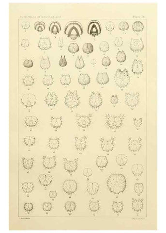 Reproducción/Reproduction 8253392258: The butterflies of the eastern United States and Canada :. Cambridge :The author,1889.