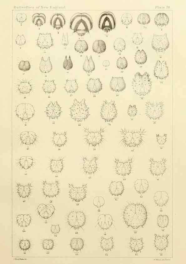 Reproducción/Reproduction 8253392258: The butterflies of the eastern United States and Canada :. Cambridge :The author,1889.
