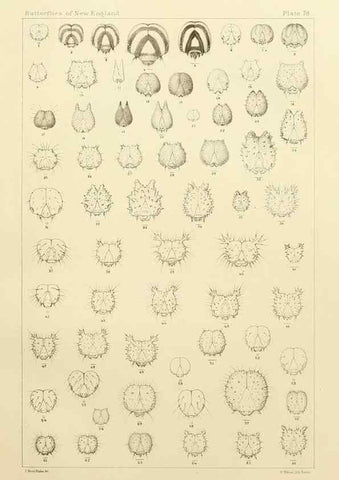 Reproducción/Reproduction 8253392258: The butterflies of the eastern United States and Canada :. Cambridge :The author,1889.