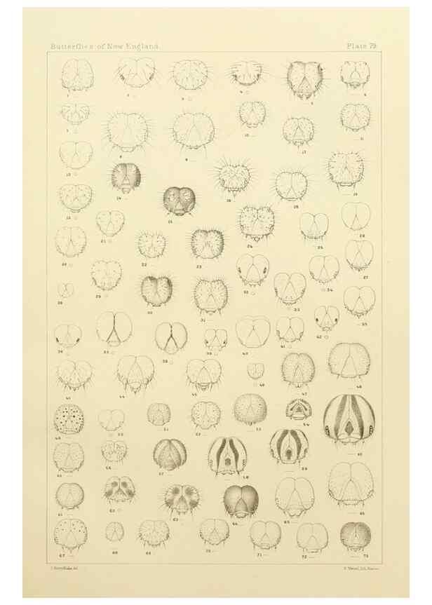 Reproducción/Reproduction 8253392674: The butterflies of the eastern United States and Canada :. Cambridge :The author,1889.