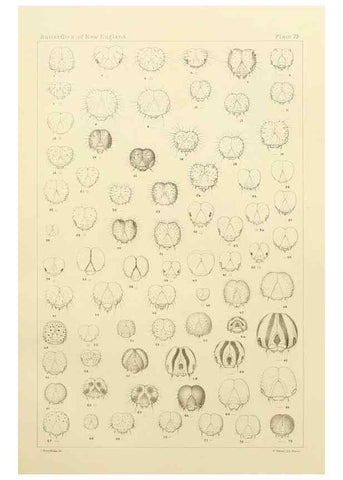Reproducción/Reproduction 8253392674: The butterflies of the eastern United States and Canada :. Cambridge :The author,1889.